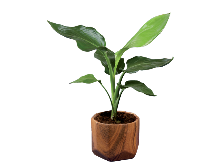 Planta de vaso com grandes folhas verdes num vaso de madeira.