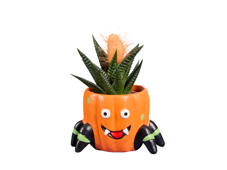 Suculenta com tema de Halloween num vaso laranja em forma de abóbora com pernas de aranha