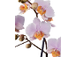 Orquídeas rosa claro com centros laranja e botões num fundo preto.