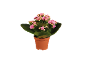 Planta em vaso com flores cor-de-rosa e folhas verdes