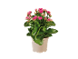 Planta de kalanchoe em vaso com flores rosa vibrantes e folhas verdes.