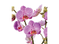 Orquídeas roxas vibrantes com botões contra um fundo preto.