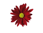 Uma flor de margarida vermelha com um centro amarelo brilhante.