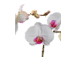 Orquídeas brancas com centros rosa e botões em fundo preto