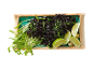 Arroz preto com espinafres, rebentos verdes e lima num prato retangular.