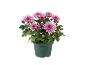 Crisântemos cor-de-rosa num vaso verde