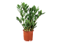 Planta zamioculcas num vaso castanho.
