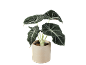 Planta de interior com folhas verde-escuras e veias brancas num vaso de cerâmica bege.