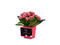 Planta de calanchoe rosa num vaso com um quadro de matemática.