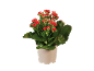 Planta de calandiva em vaso com flores vermelhas e botões rosa sobre fundo preto.