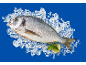 Peixe fresco no gelo com rodelas de lima e endro.