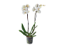 Orquídea branca em vaso transparente com folhas verdes e caules escuros.