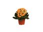 Planta em vaso com flores laranja