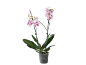 Orquídea Phalaenopsis com flores brancas e manchas roxas em vaso transparente.