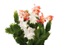 Planta de cato de Natal com flores brancas e laranjas em fundo preto.