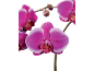 Orquídeas fúcsia vibrantes com pétalas de borda branca, contra um fundo preto.