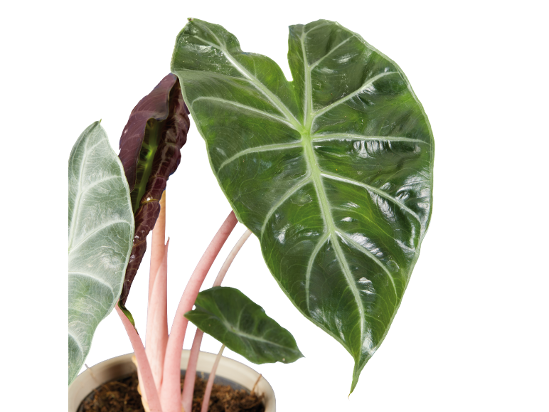 Planta Alocasia com folhas verde-escuras e caules rosa num vaso.