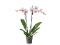 Orquídea branca com centros rosa num vaso transparente