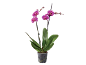 Orquídea fúcsia em vaso transparente com folhas verdes e botões.