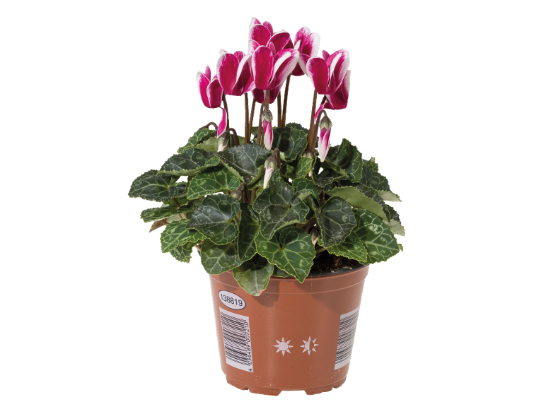 Ciclame em vaso com flores fúcsia e brancas, com código de barras e número 138819.