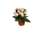 Planta de kalanchoe com flores cor-de-rosa num vaso castanho.