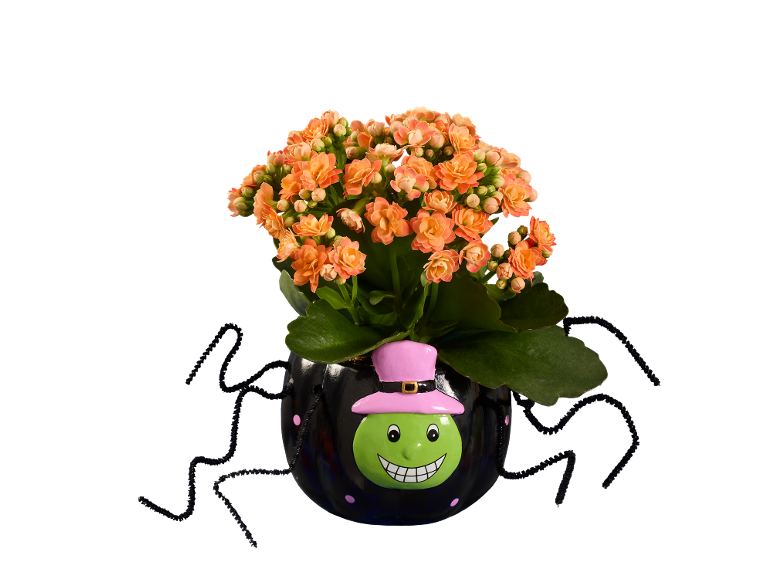 Kalanchoe laranja num vaso preto em forma de aranha com rosto verde e chapéu rosa