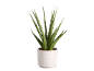 Planta cobra com folhas verdes pontiagudas num vaso branco texturizado.