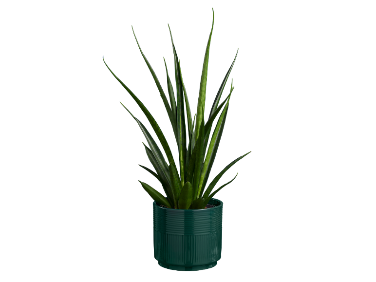 Planta de interior com folhas verdes longas num vaso verde escuro.