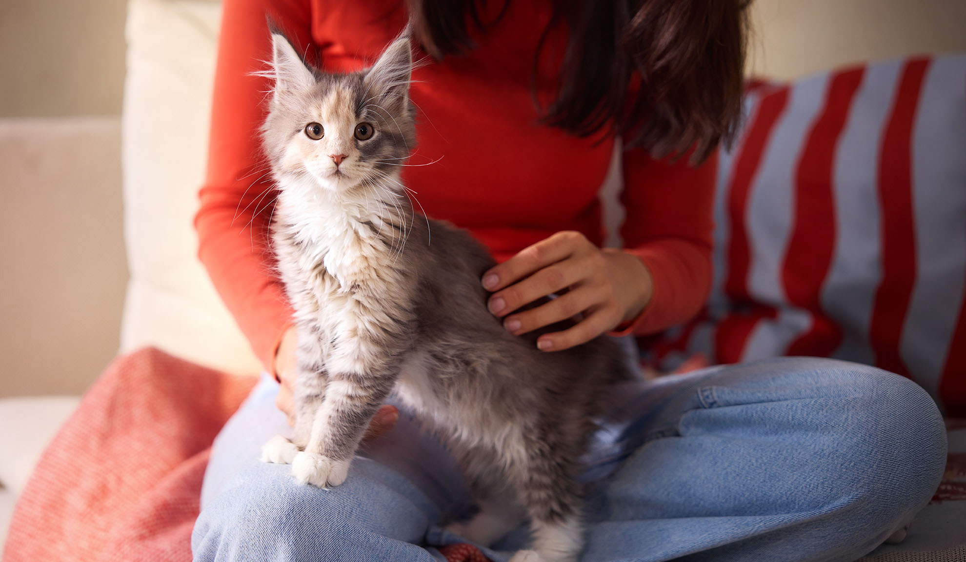Gatinho fofo sentado no colo enquanto uma mulher o acaricia.
