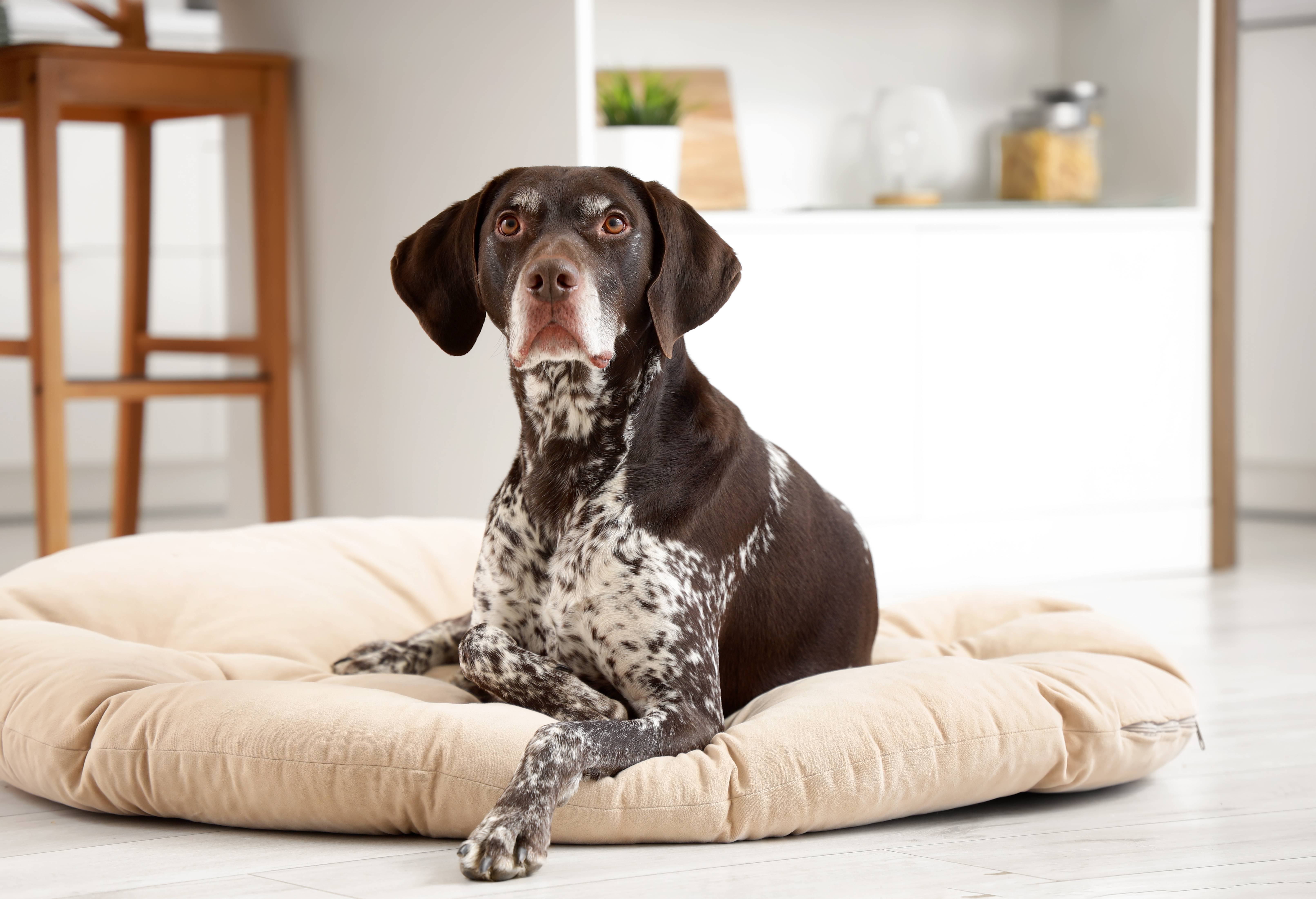 Cão castanho com manchas deitado numa cama para cão bege, num espaço luminoso.