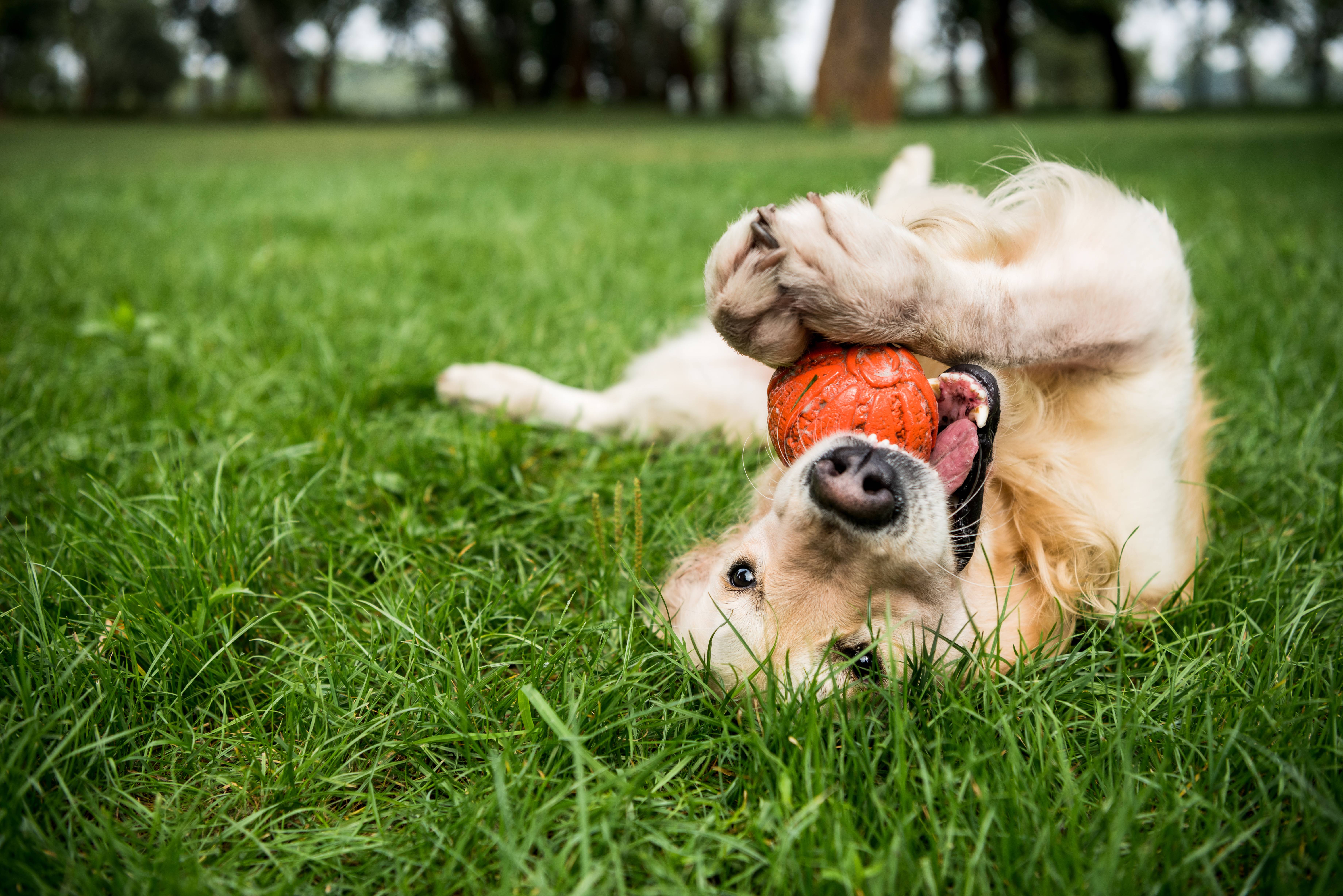Golden retriever deitado de costas na relva, a brincar com uma bola laranja.