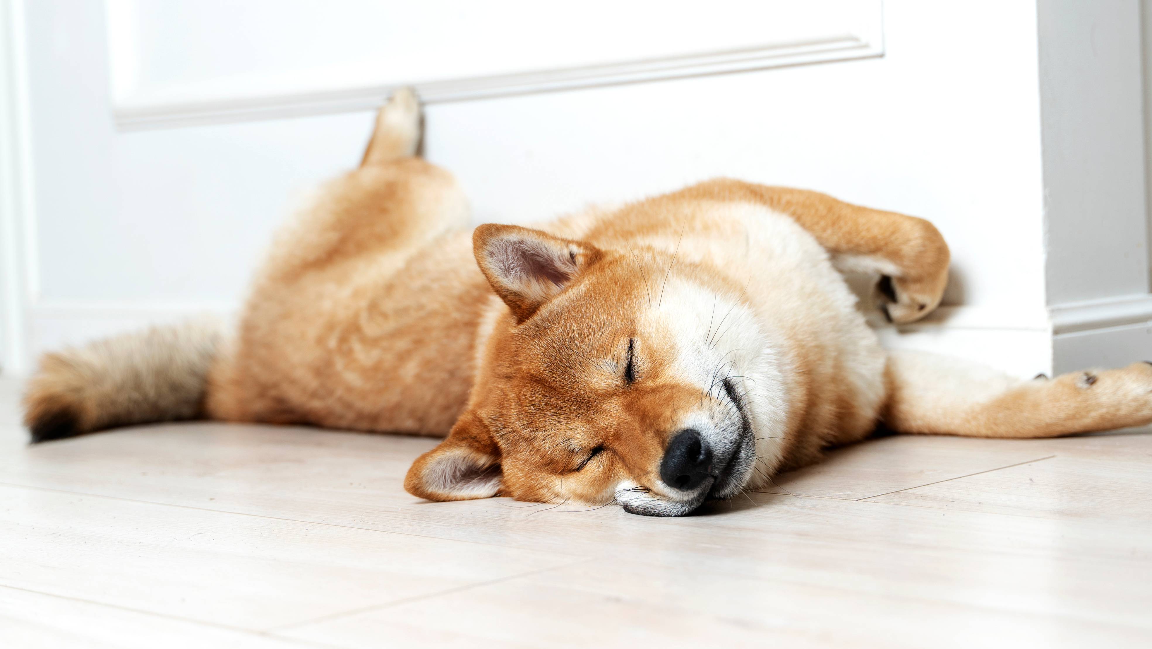 Cão Shiba Inu a dormir no chão junto à parede.