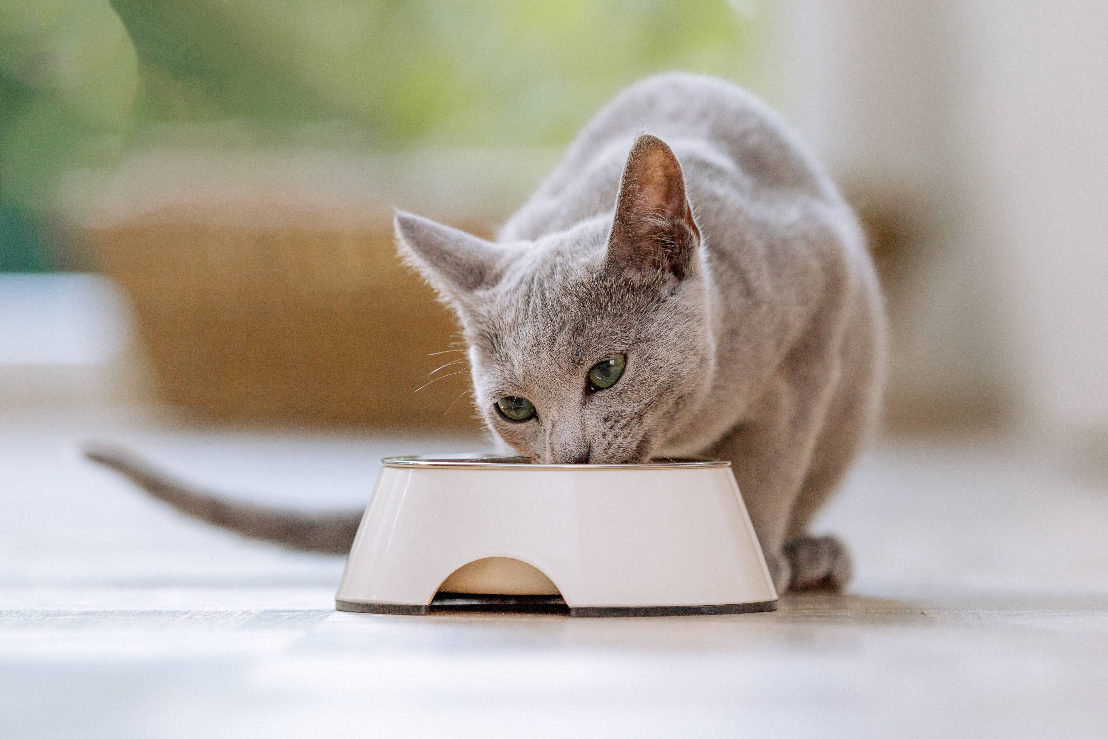 Gato cinzento a comer de uma tigela branca para animais de estimação num chão claro.