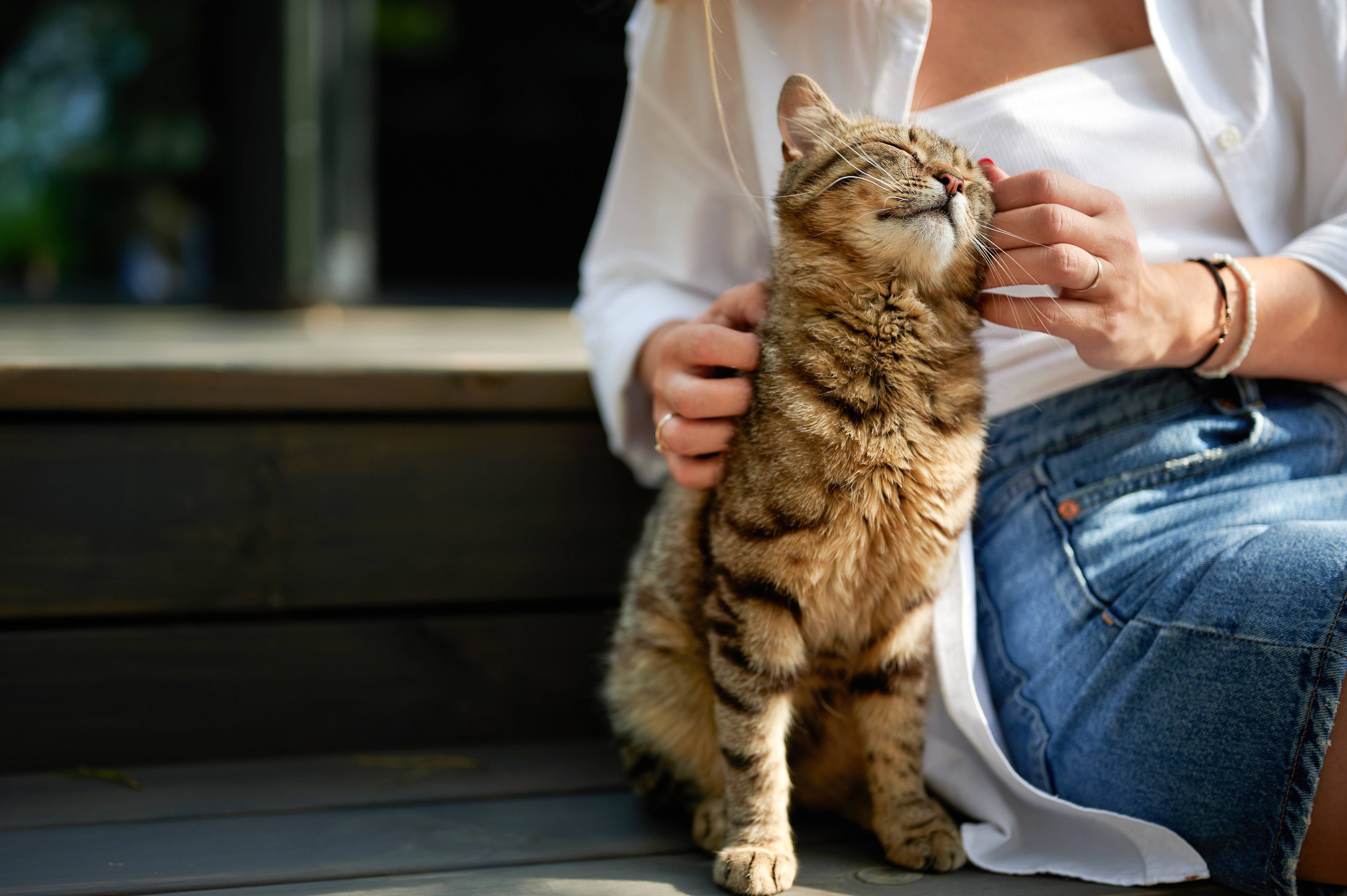 Mulher acariciando um gato malhado que está a semicerrar os olhos de prazer.