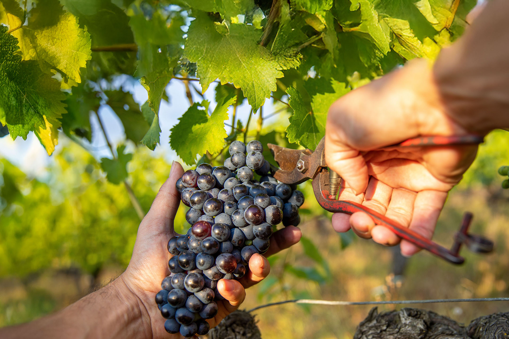 Mãos colhendo uvas escuras de uma videira com tesouras de poda.