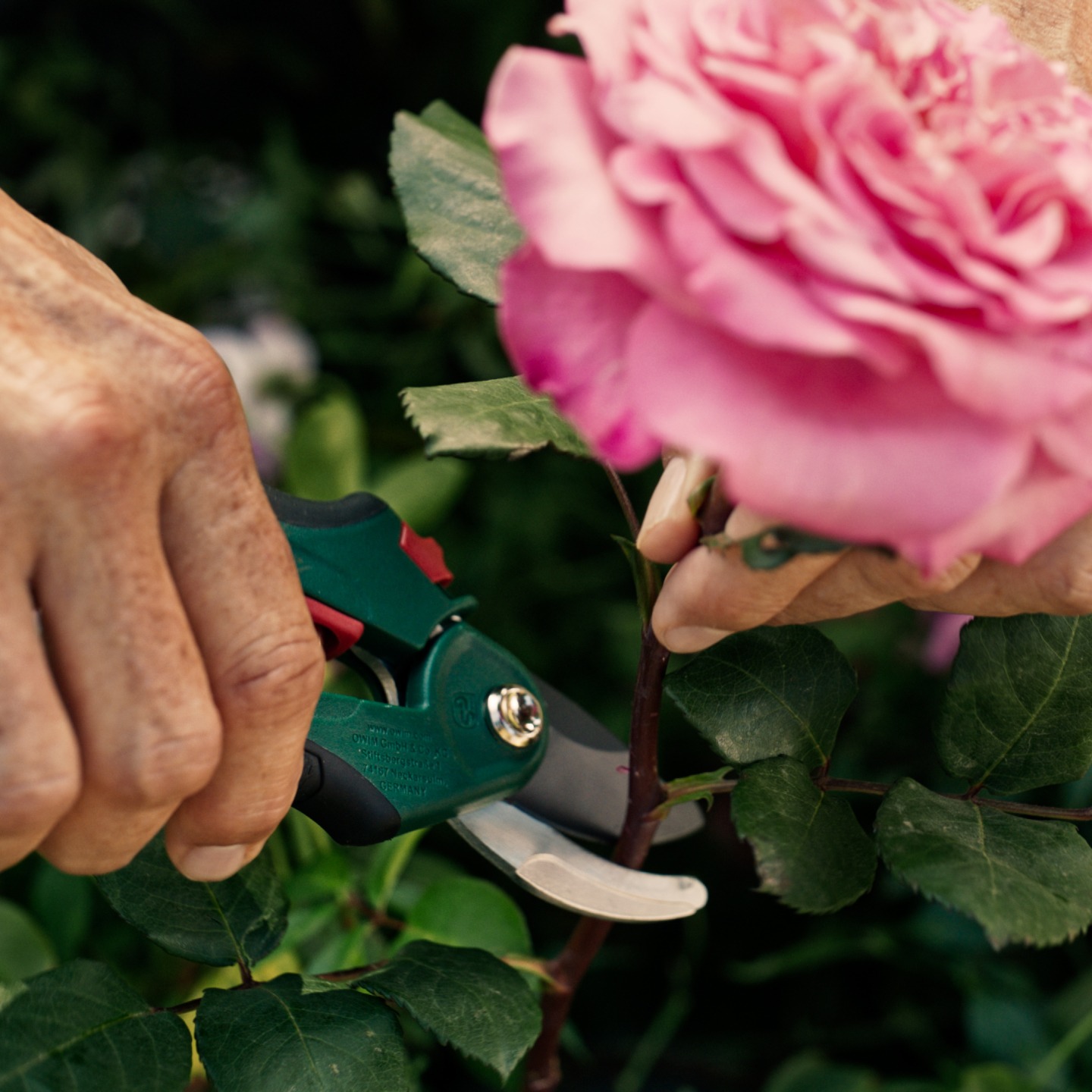 Mão cortando um caule de rosa rosa com tesouras de poda.