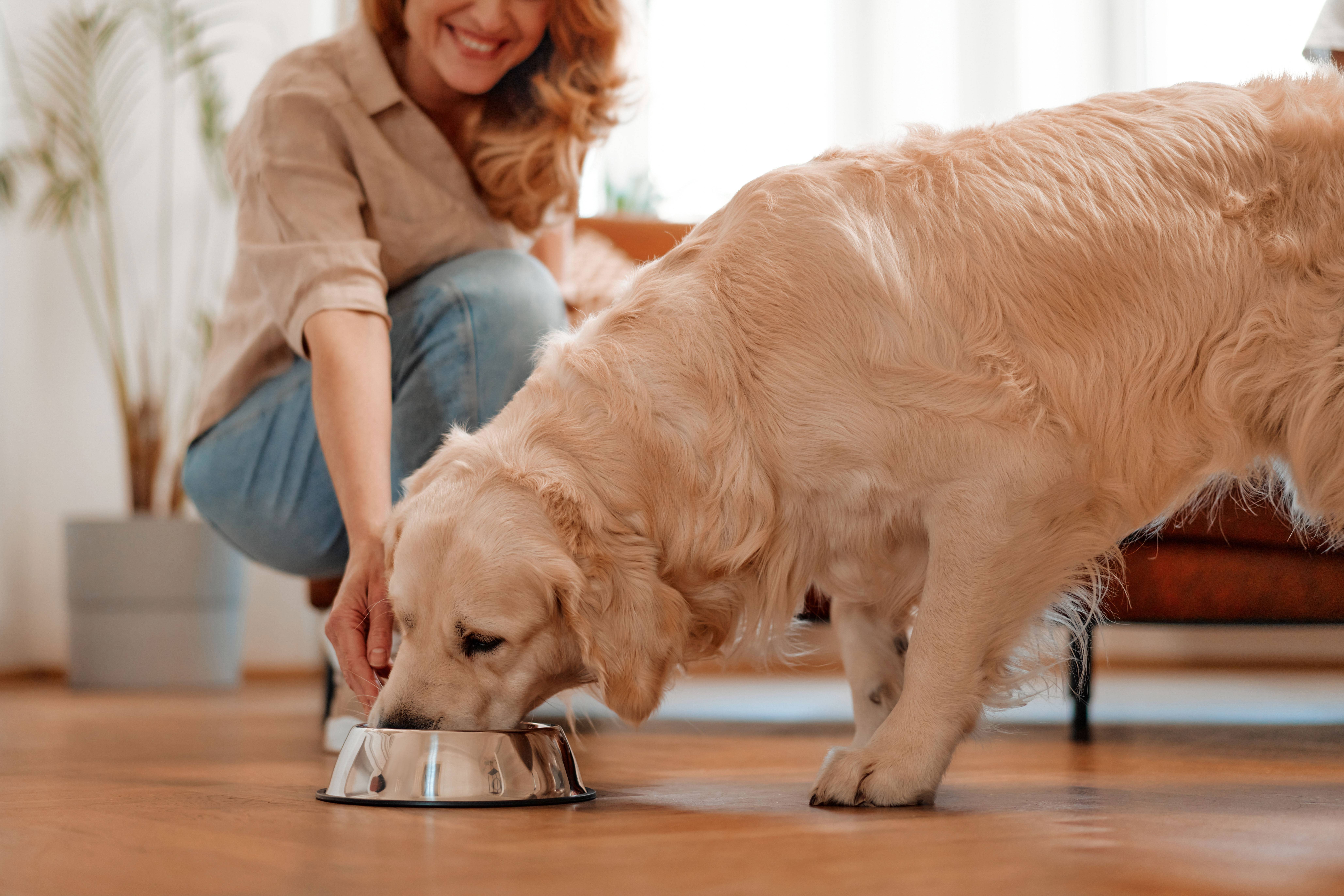 Mulher a alimentar cão de uma tigela no chão.
