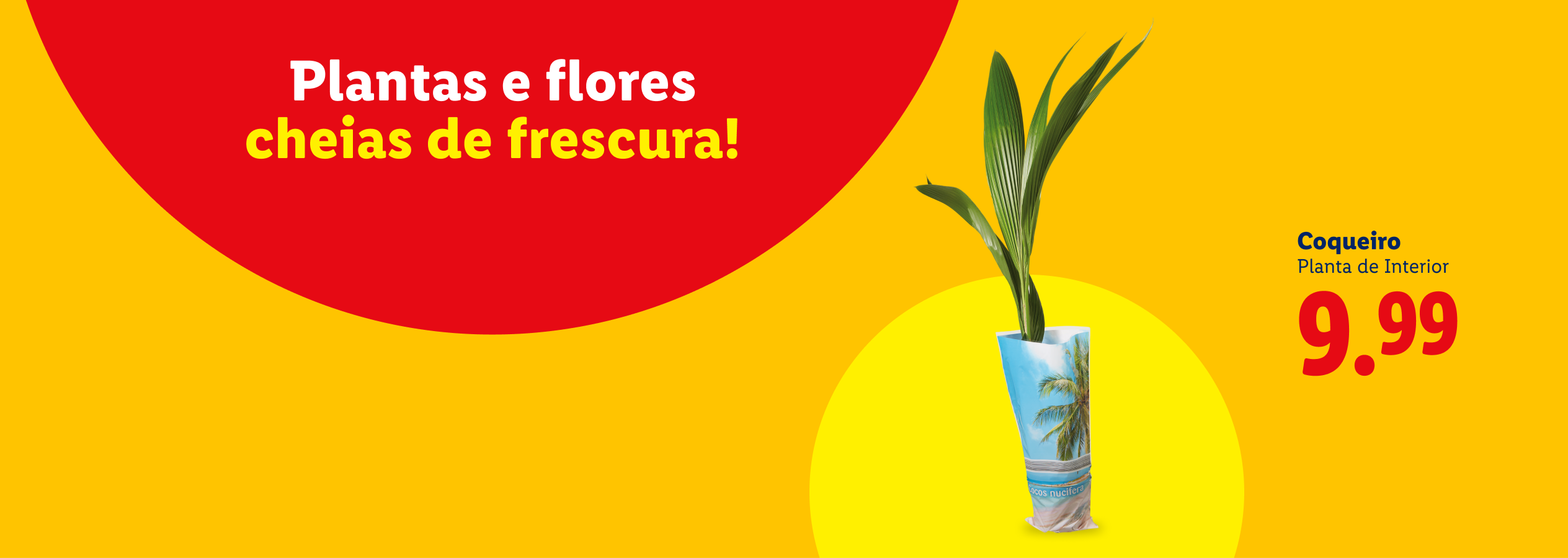 Plantas e flores cheias de frescura! Coqueiro, planta de interior por 9,99.