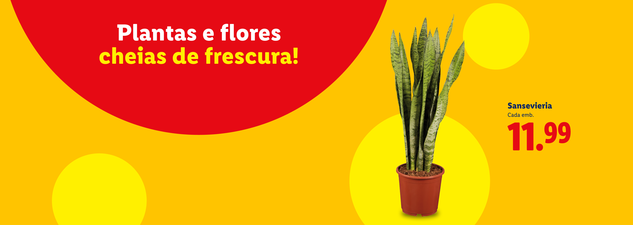 Plantas e flores cheias de frescura! Sansevieria em vaso, 11.99€.