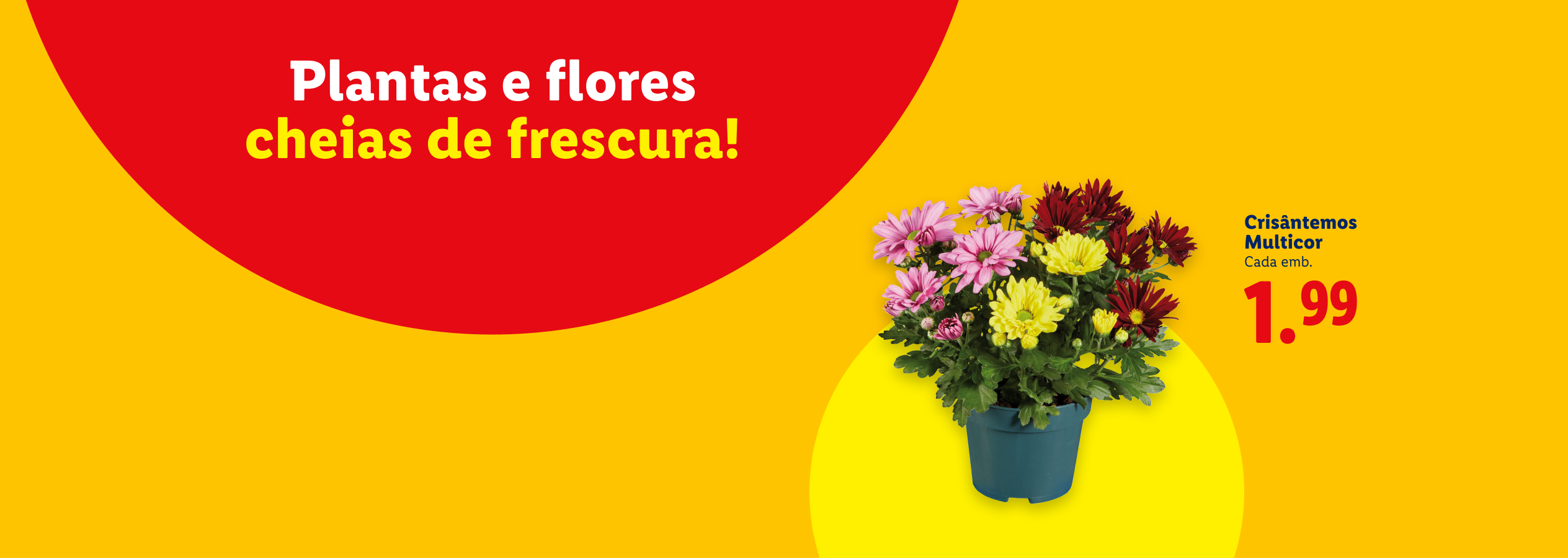 Plantas e flores cheias de frescura! Crisântemos Multicor por 1,99€.