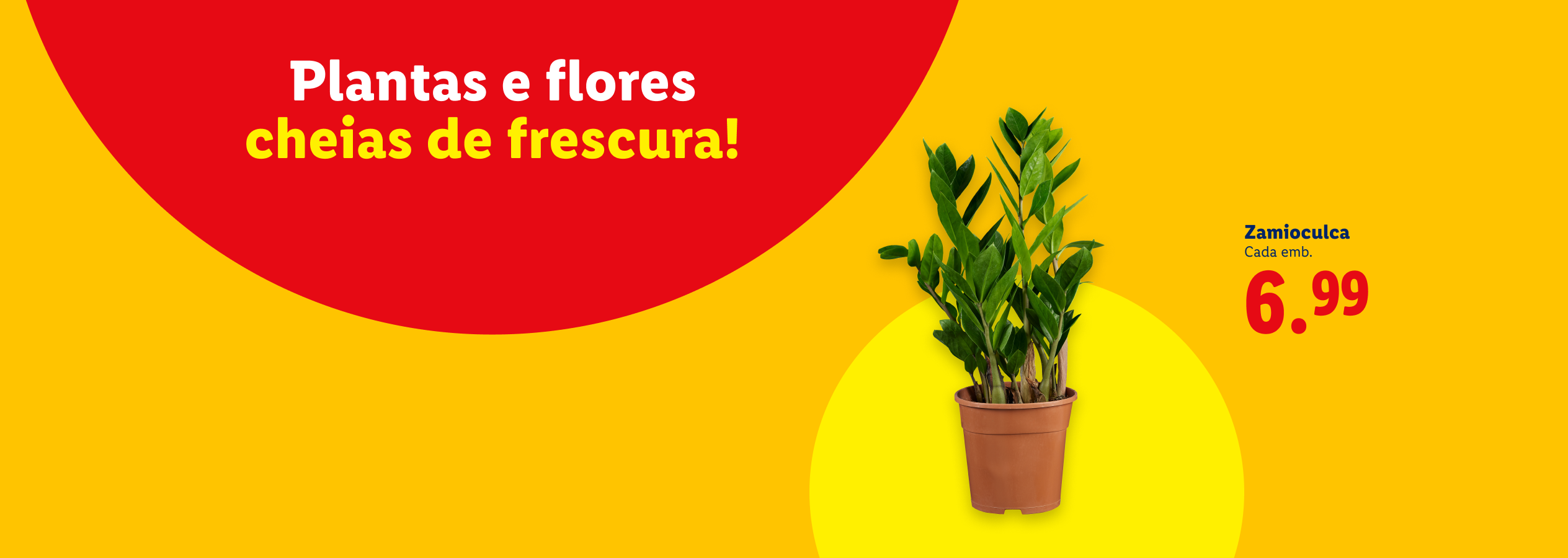 Plantas e flores cheias de frescura! Zamioculca por 6,99.