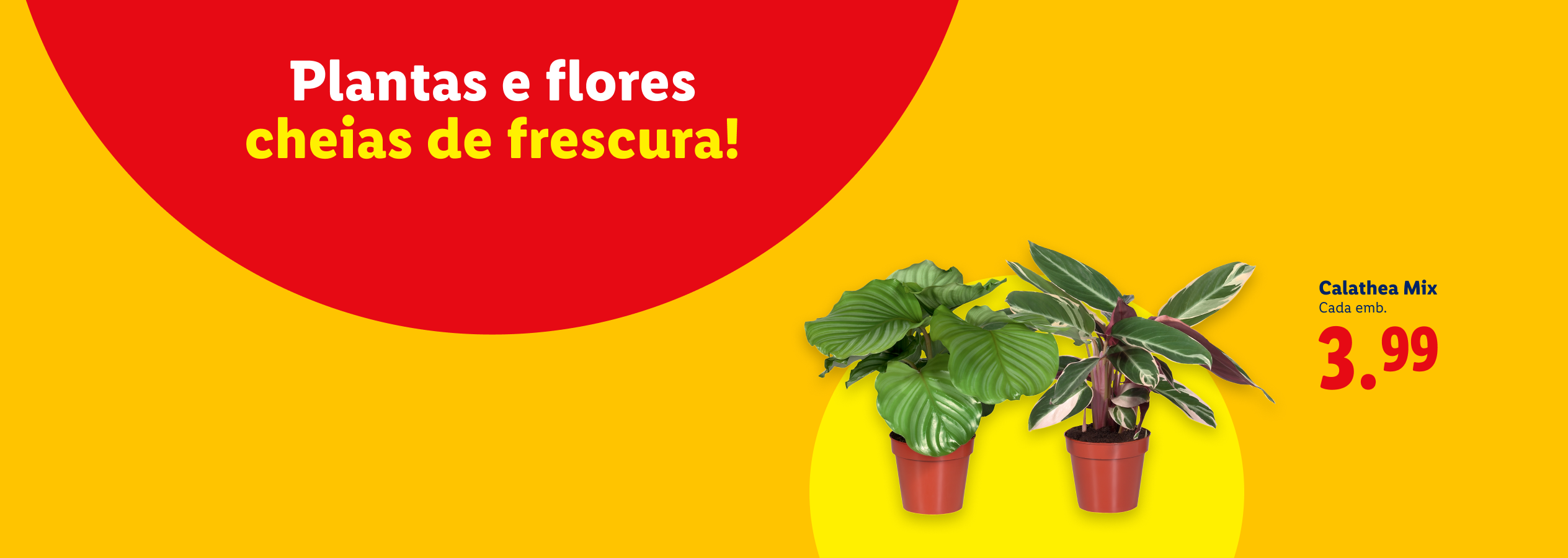 Plantas e flores cheias de frescura! Calathea Mix por 3,99.