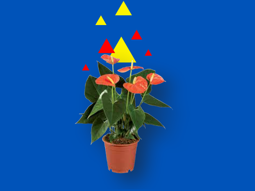 Plantas e Flores