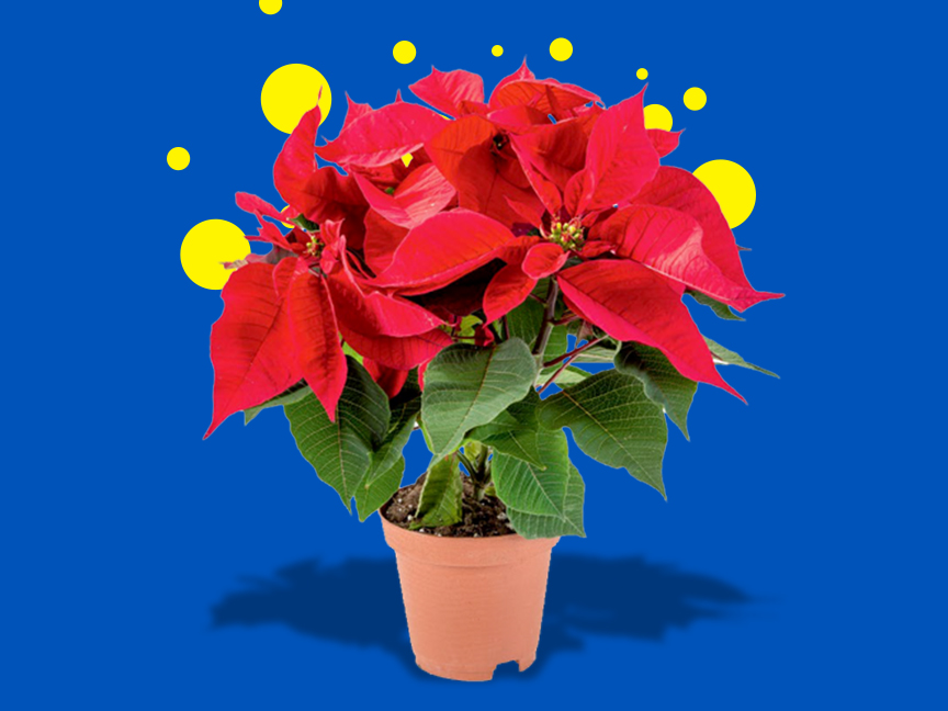Plantas e Flores