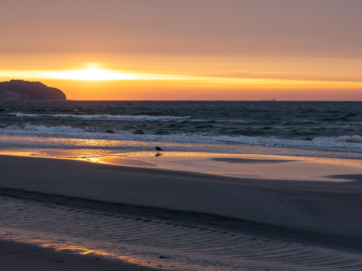 Pôr do sol dourado sobre o oceano com um pássaro na praia.