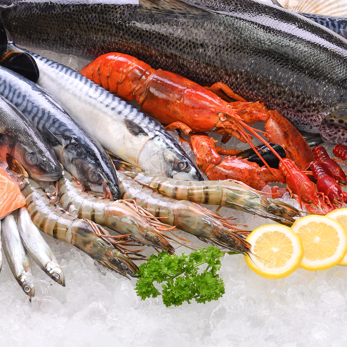 Salmão, cavala, camarão e lagostas no gelo.