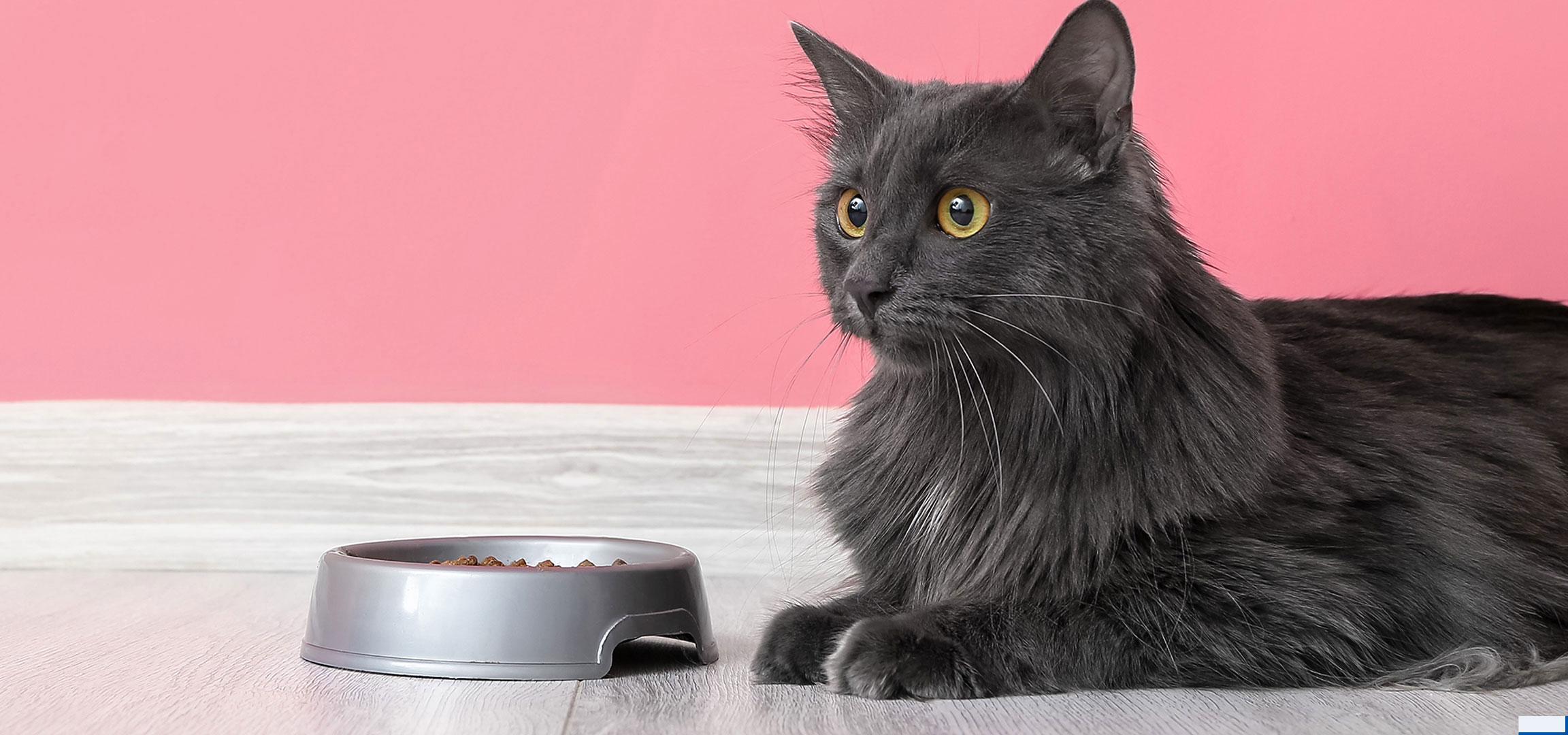 aiLabeling.aiLabelForImageAltText: Gato cinzento com tigela de comida em chão de madeira e fundo rosa