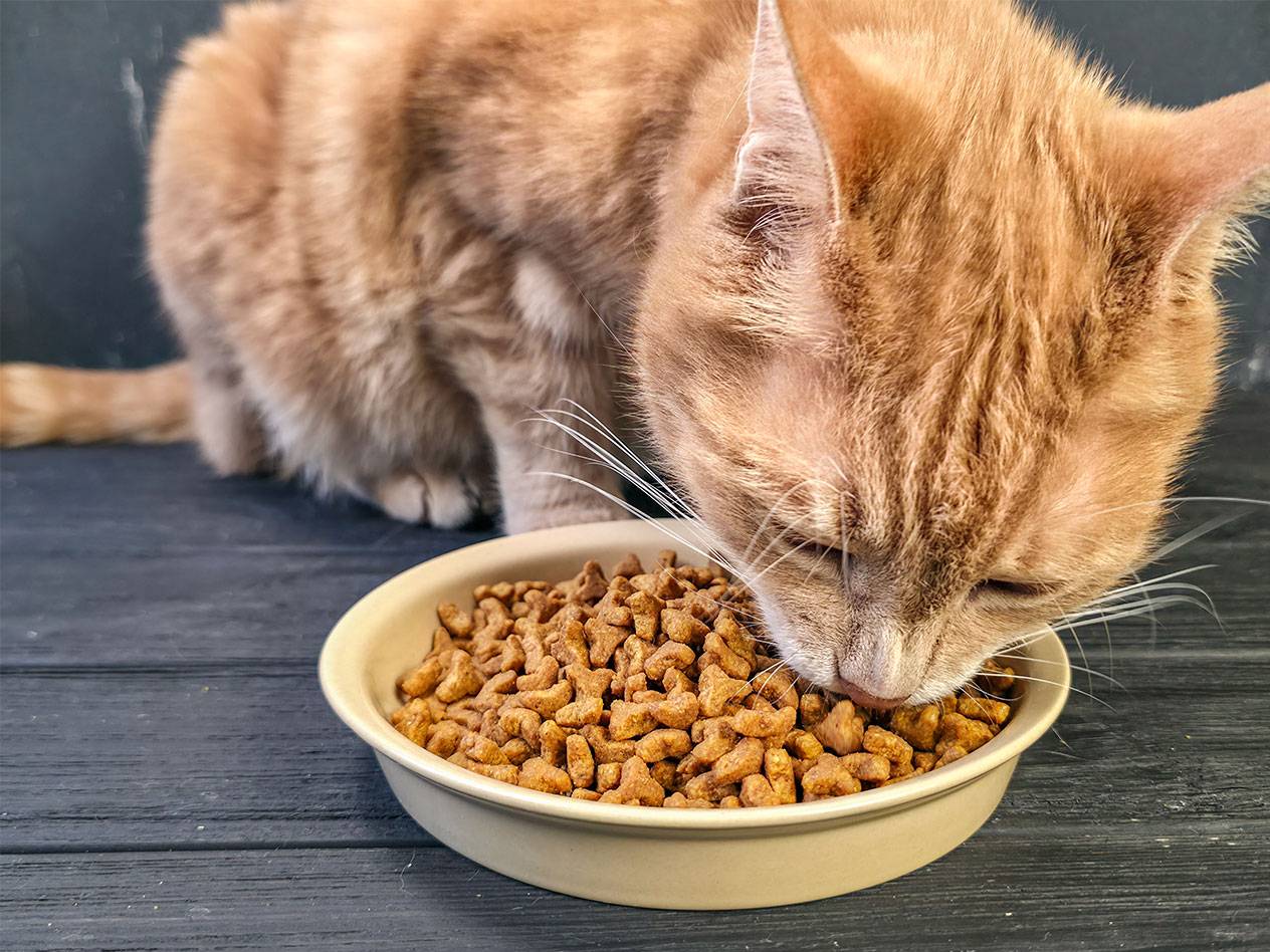 Gato ruivo a comer ração seca de uma tigela.