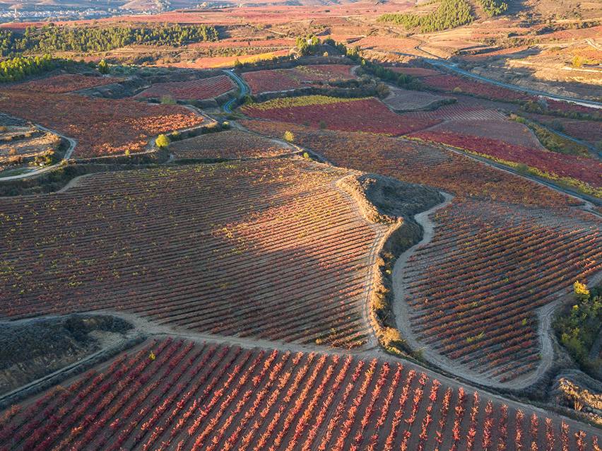 Vista aérea de uma vinha com fileiras de videiras vermelhas e laranjas no outono.