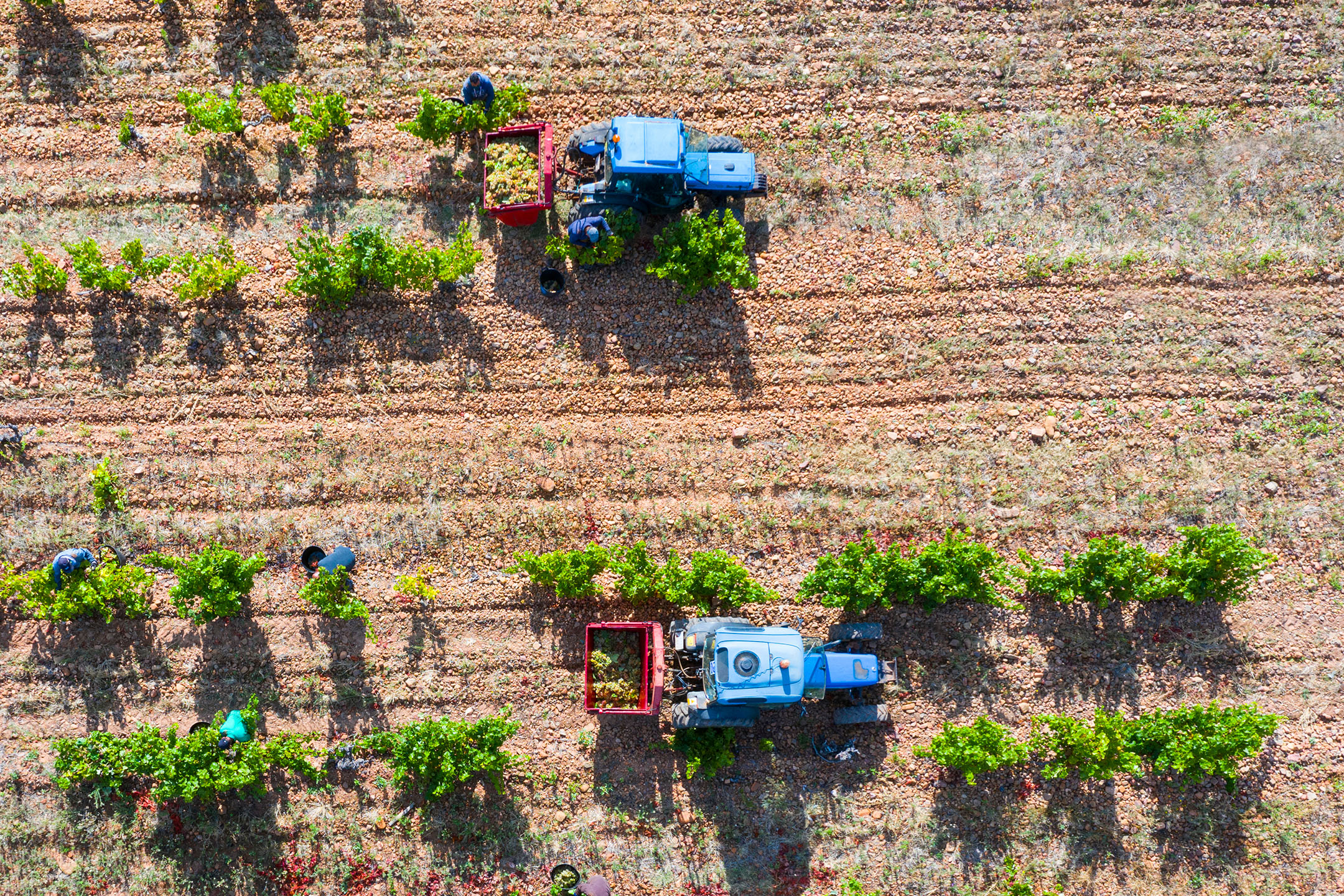 Vista aérea de trabalhadores de vinha a colher uvas em reboques de trator.
